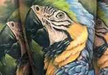 Parrot and Flower tattoo by Benjamin Laukis