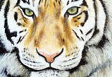 Color Tiger drawing by Dino Tomic