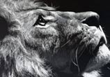 Inverted Lion drawing by Dino Tomic