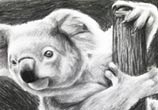 Koala drawing by Dino Tomic