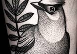 Bird tattoo by Kamil Czapiga