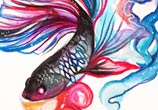 Betta fish color drawing by Katy Lipscomb Art
