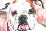 Jersey Dog drawing by Katy Lipscomb Art