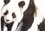 Panda marker drawing by Katy Lipscomb Art