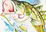 Striped Bass color drawing by Katy Lipscomb Art