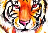 Tiger design color drawing by Katy Lipscomb Art