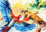 Parrots birds Watercolor by Louise Terrier
