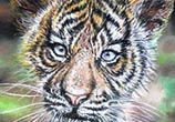 Little tiger painting by Lukas Lukero Art