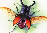 Beetles drawing by Morgan Davidson