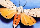 Moth drawing by Morgan Davidson