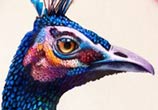 Peacock drawing by Morgan Davidson