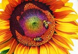 Sunflower color drawing by Morgan Davidson