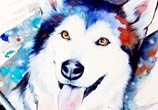 Siberian Husky watercolor painting by Pixie Cold