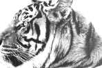 Tiger head pencil drawing by Stephen Ward